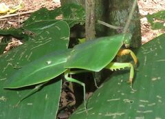 Choeradodis rhomboidea