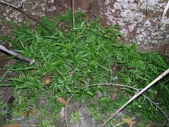 Lindsaea ensifolia