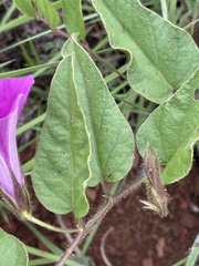 Ipomoea pellita