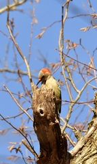 Melanerpes carolinus