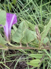 Ipomoea pellita