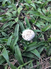 Agaricus pocillator