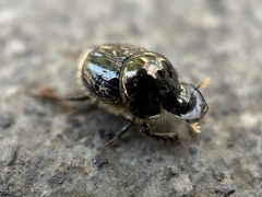 Onthophagini