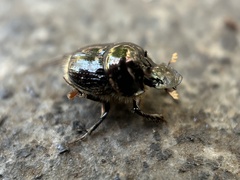 Onthophagini