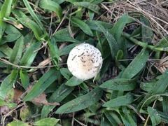 Agaricus pocillator