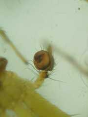 Sphedanus quadrimaculatus