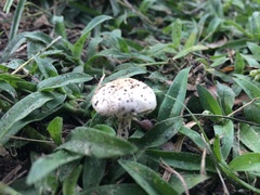 Agaricus pocillator