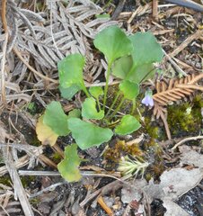 Viola sieberiana