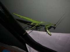 Stagmatoptera septentrionalis