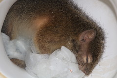 Paraxerus cepapi cepapi