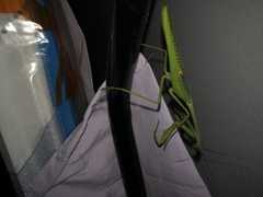 Stagmatoptera septentrionalis