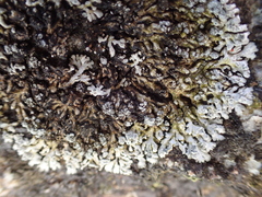 Physcia caesia