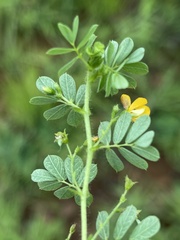 Aeschynomene brevifolia