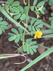 Aeschynomene brevifolia