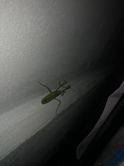 Stagmatoptera septentrionalis