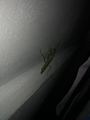 Stagmatoptera septentrionalis