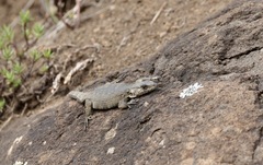 Pseudocordylus subviridis