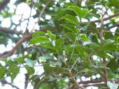 Dysoxylum gotadhora