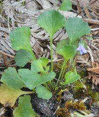 Viola sieberiana