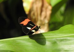 Heliconius besckei