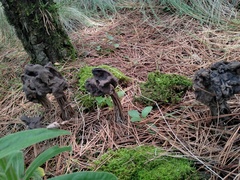 Helvella jocatoi