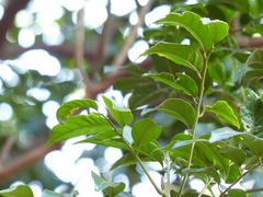 Dysoxylum gotadhora