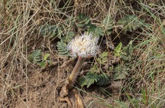 Haemanthus humilis hirsutus