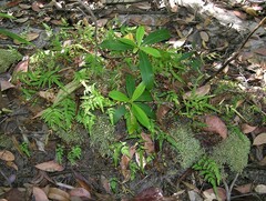 Lindsaea ensifolia
