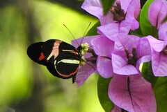 Heliconius besckei