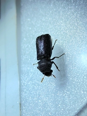 Bostrichidae