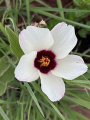 Hibiscus aethiopicus ovatus