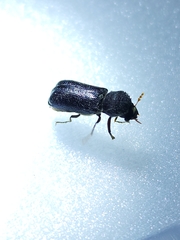 Bostrichidae