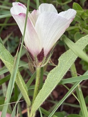 Hibiscus aethiopicus ovatus