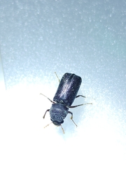 Bostrichidae