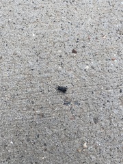 Sphenophorus cicatristriatus