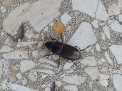 Carabidae