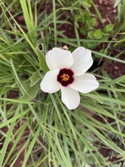 Hibiscus aethiopicus ovatus