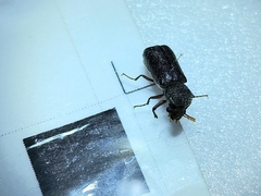 Bostrichidae