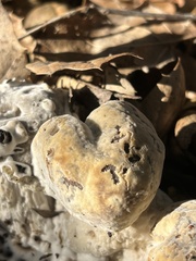 Hypomyces microspermus