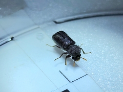 Bostrichidae