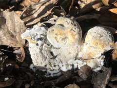 Hypomyces microspermus