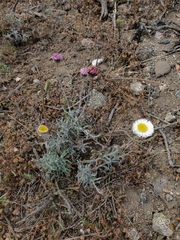 Erigeron luxurians