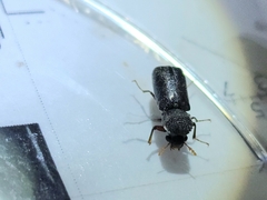Bostrichidae