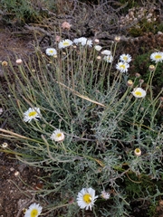 Erigeron luxurians