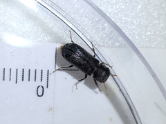Bostrichidae
