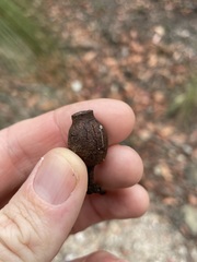 Corymbia gummifera