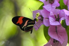 Heliconius besckei