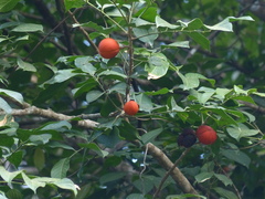 Dysoxylum gotadhora
