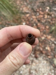 Corymbia gummifera