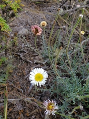 Erigeron luxurians